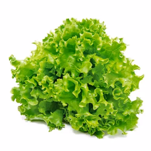 Lettuce Lollo Green Bionda 250g Netherlands